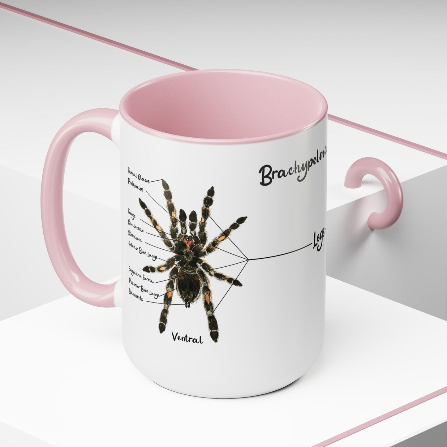 Brachypelma Smithi Anatomy Mug, 15oz (Medium)