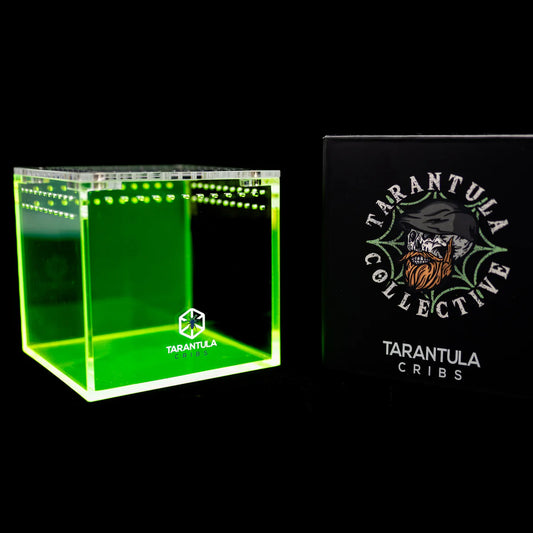 Richard Stewart Collaboration Enclosure | Glow Cube for Spiderlings