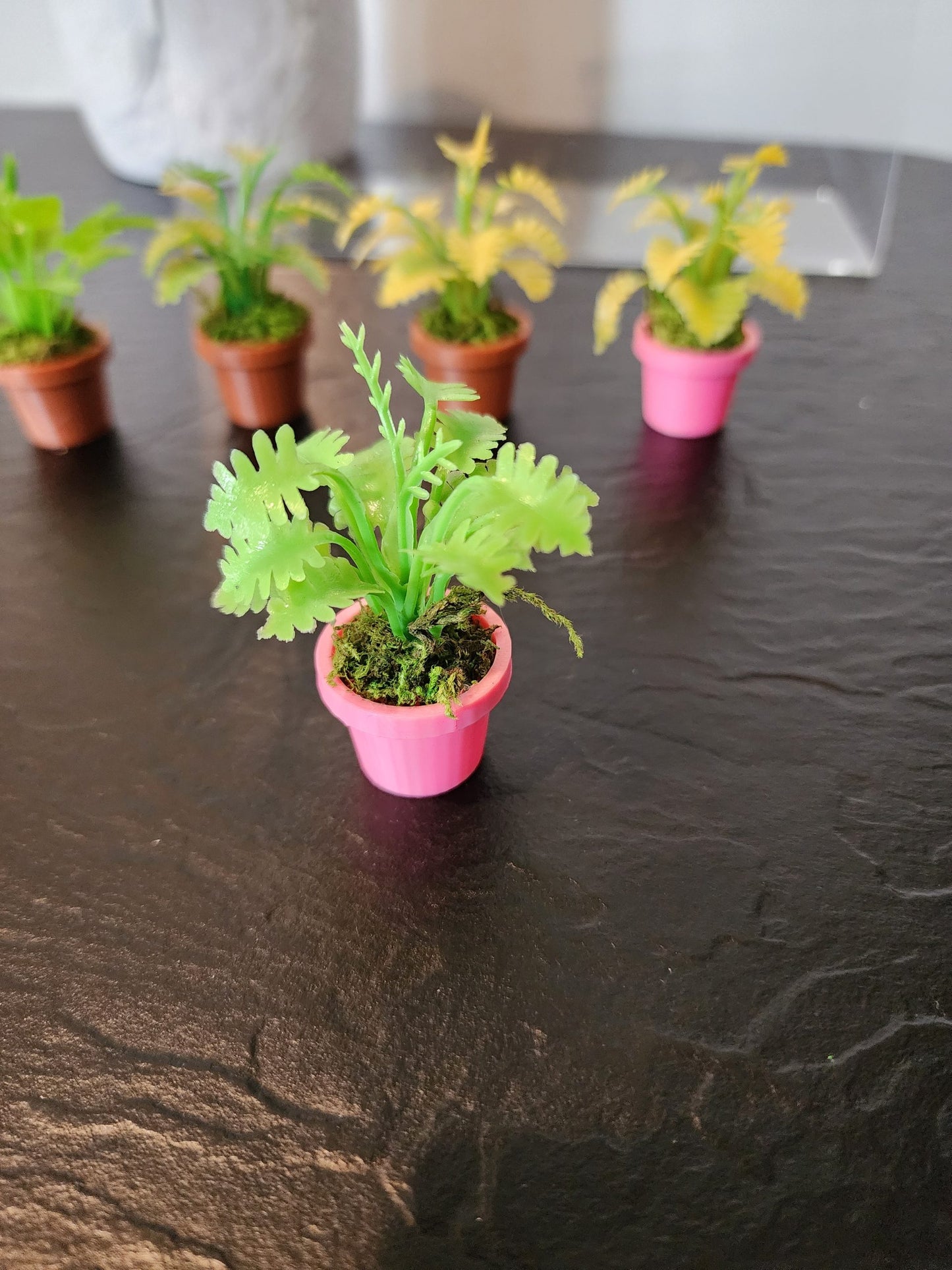 Jumping Spider Plant Pots