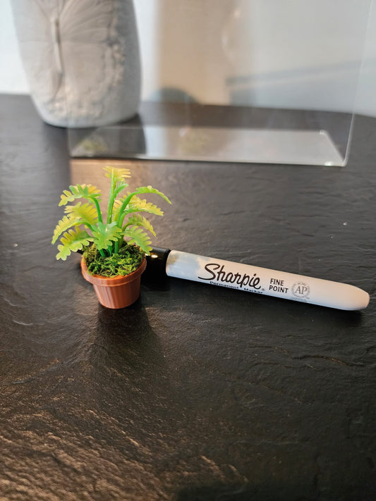 Jumping Spider Plant Pots