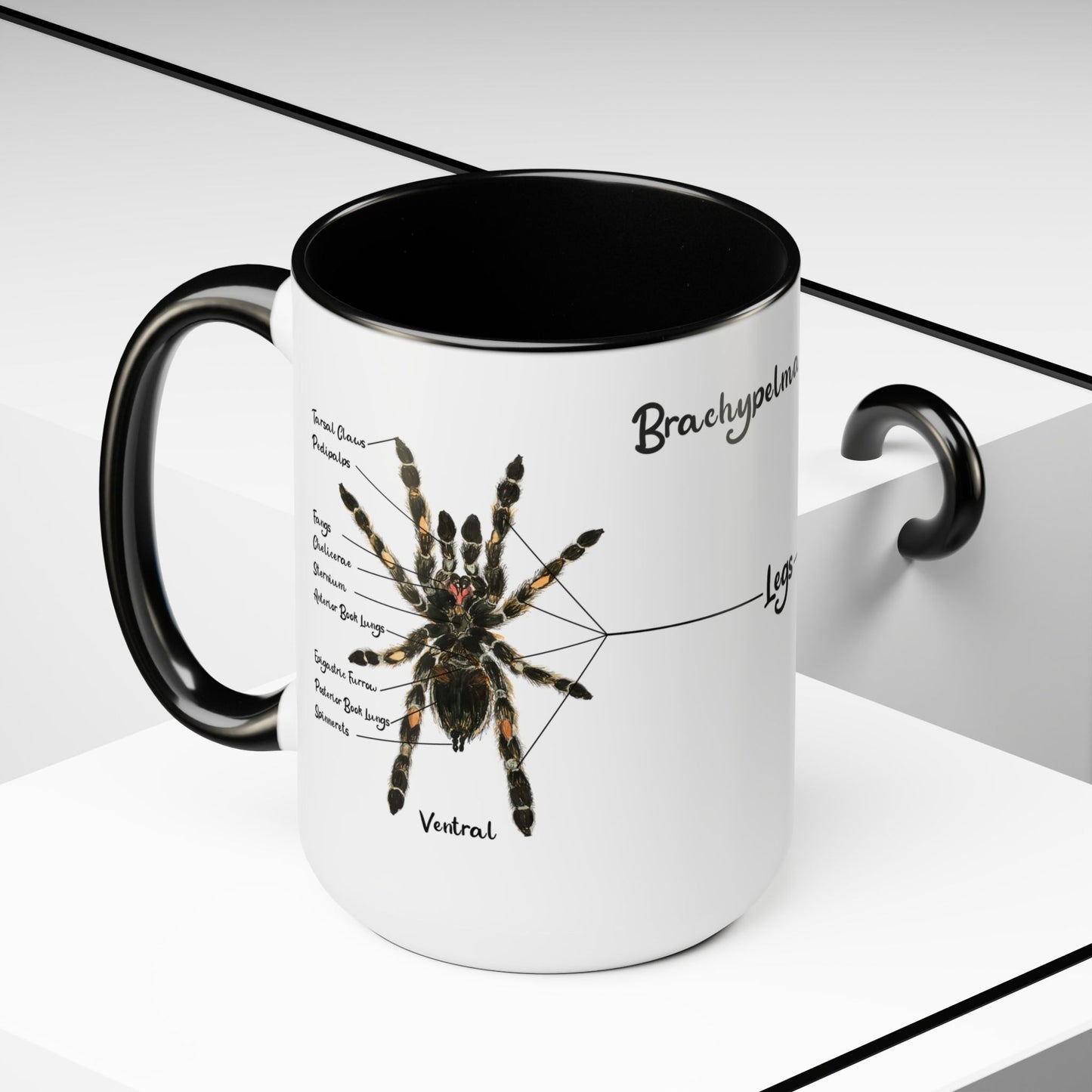 Brachypelma Smithi Anatomy Mug, 15oz (Medium)