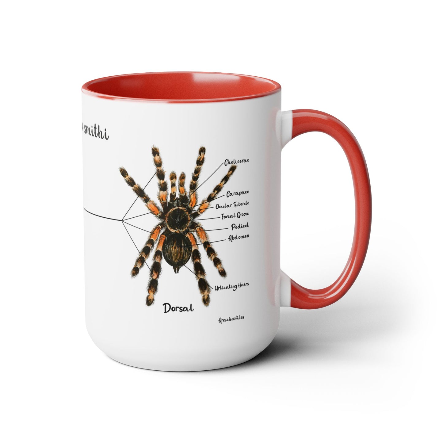 Brachypelma Smithi Anatomy Mug, 15oz (Medium)