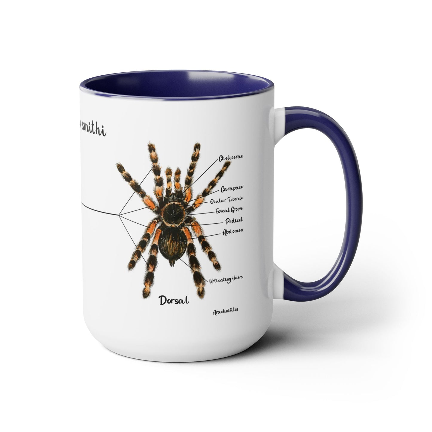Brachypelma Smithi Anatomy Mug, 15oz (Medium)
