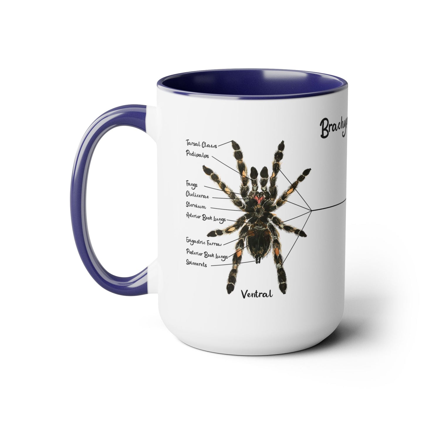 Brachypelma Smithi Anatomy Mug, 15oz (Medium)