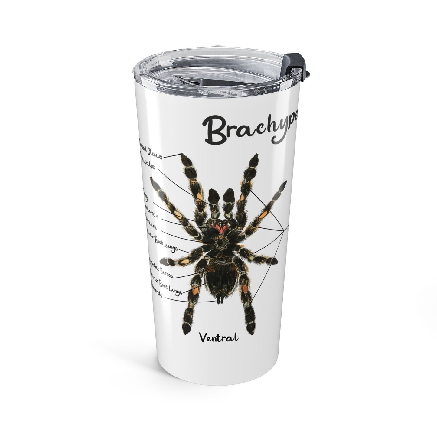 Brachypelma Smithi Anatomy Tumbler 20oz