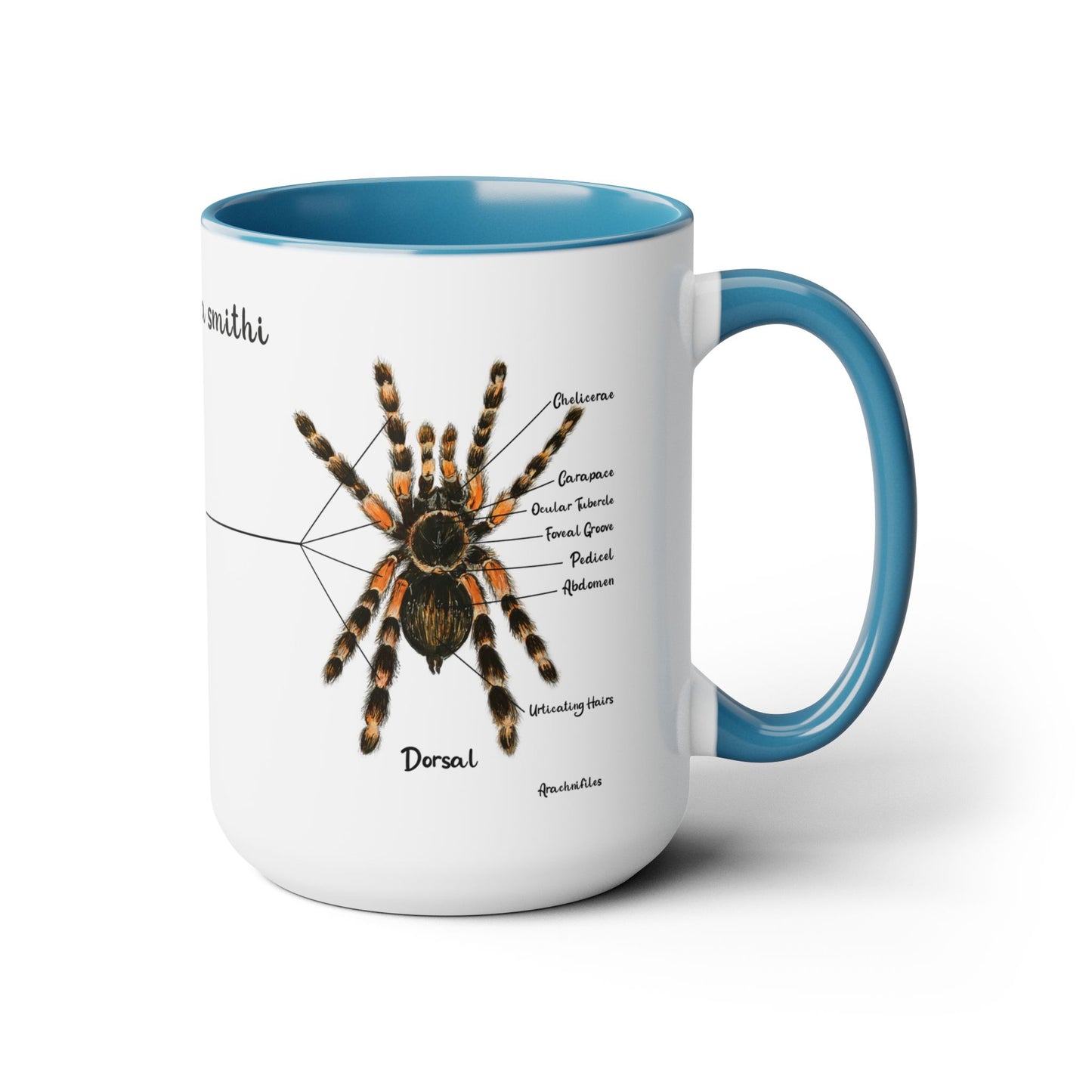 Brachypelma Smithi Anatomy Mug, 15oz (Medium)