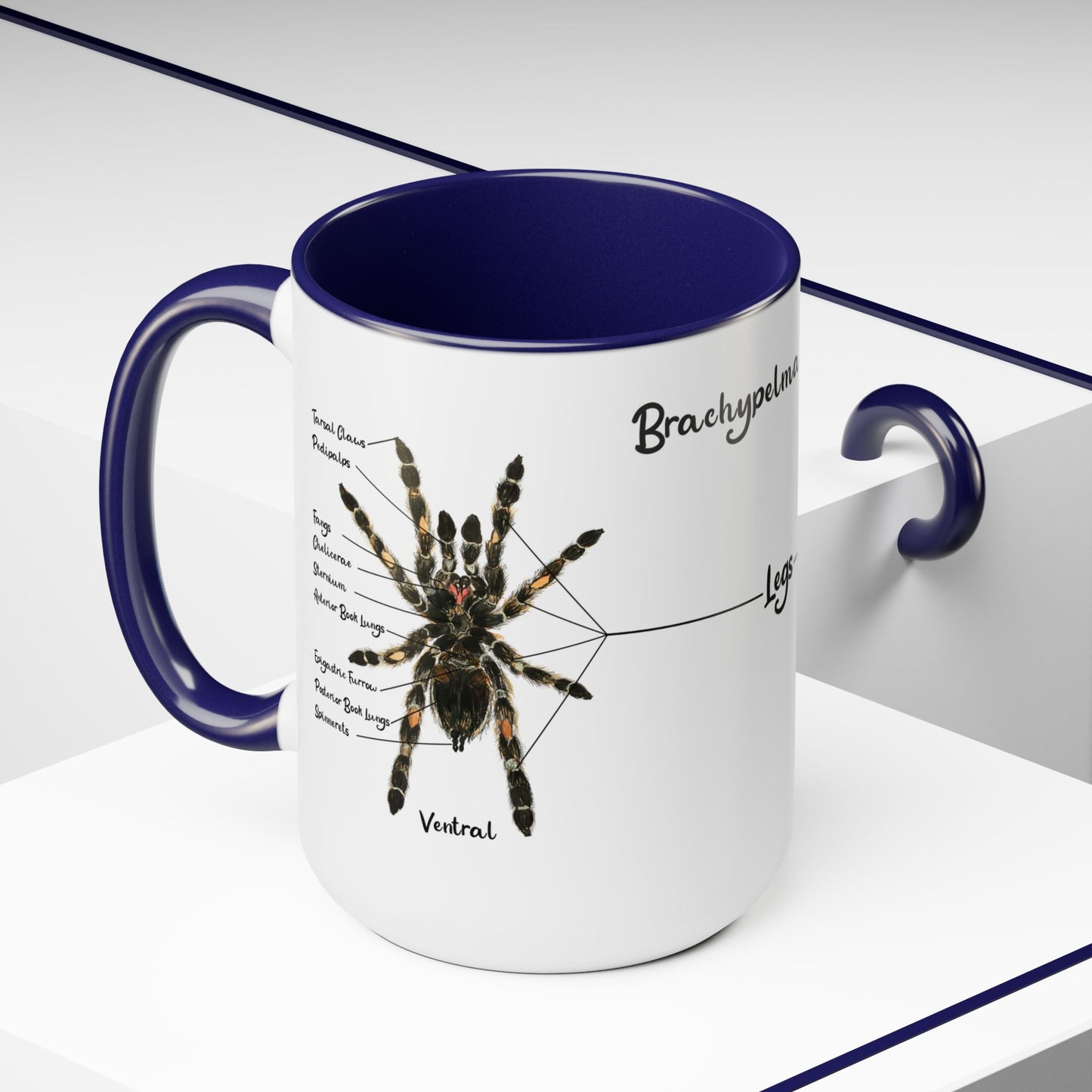 Brachypelma Smithi Anatomy Mug, 15oz (Medium)