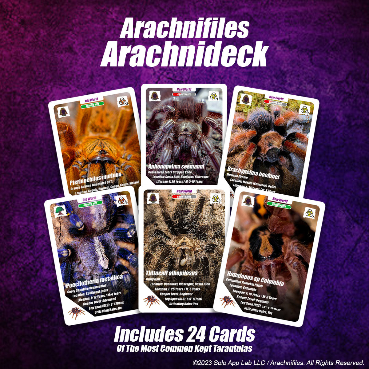 Arachnifiles Arachnicards (24 Cards) image 0