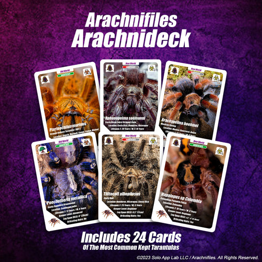 Arachnifiles Arachnicards (24 Cards) image 0