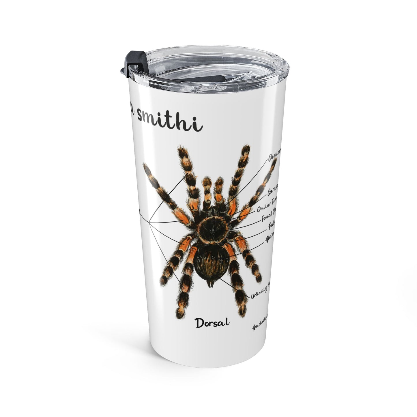 Brachypelma Smithi Anatomy Tumbler 20oz