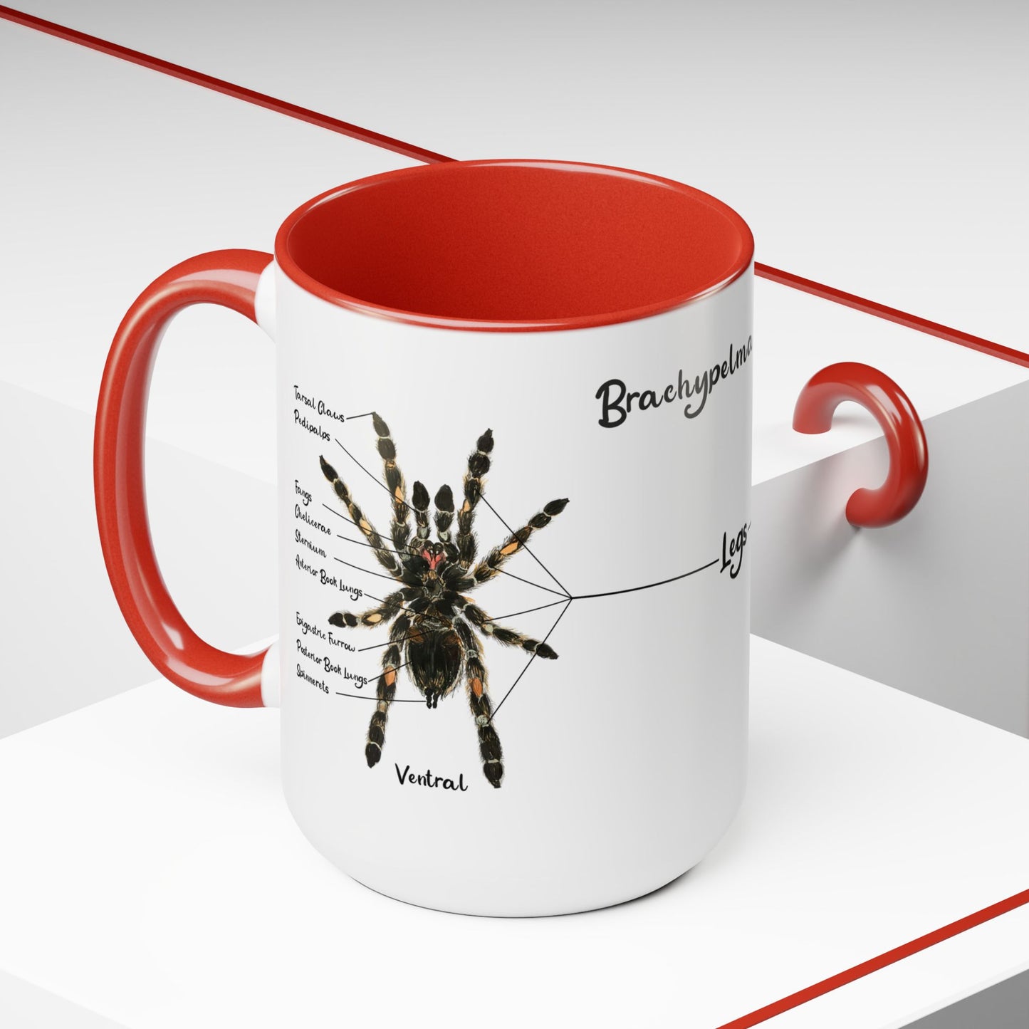Brachypelma Smithi Anatomy Mug, 15oz (Medium)
