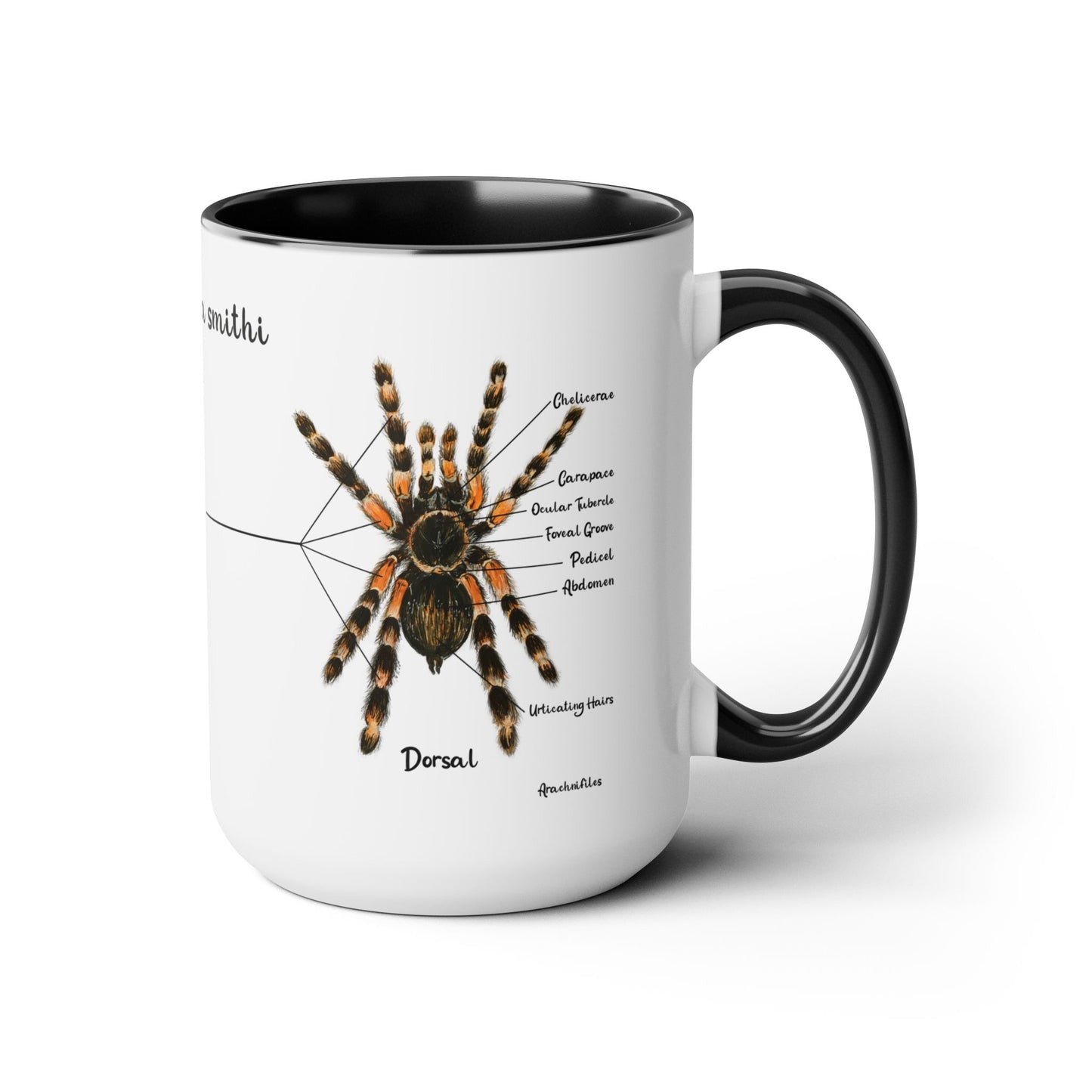 Brachypelma Smithi Anatomy Mug, 15oz (Medium)