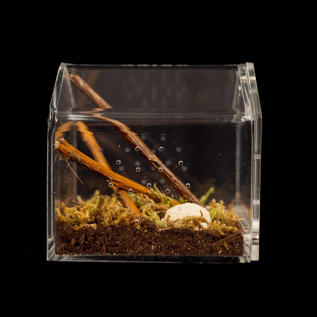 3″ Tarantula Canopy | Best Acrylic Spiderling Enclosure