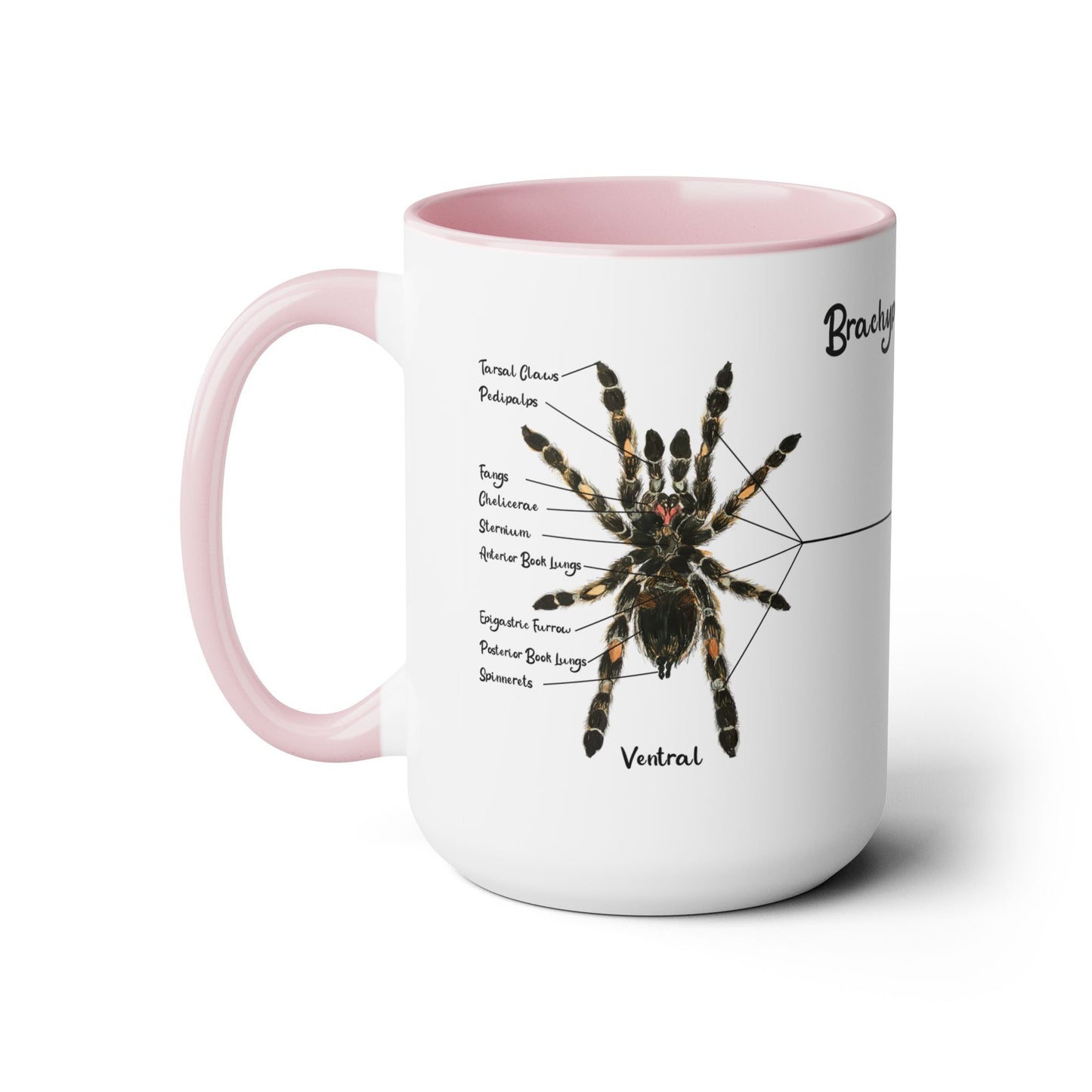 Brachypelma Smithi Anatomy Mug, 15oz (Medium)