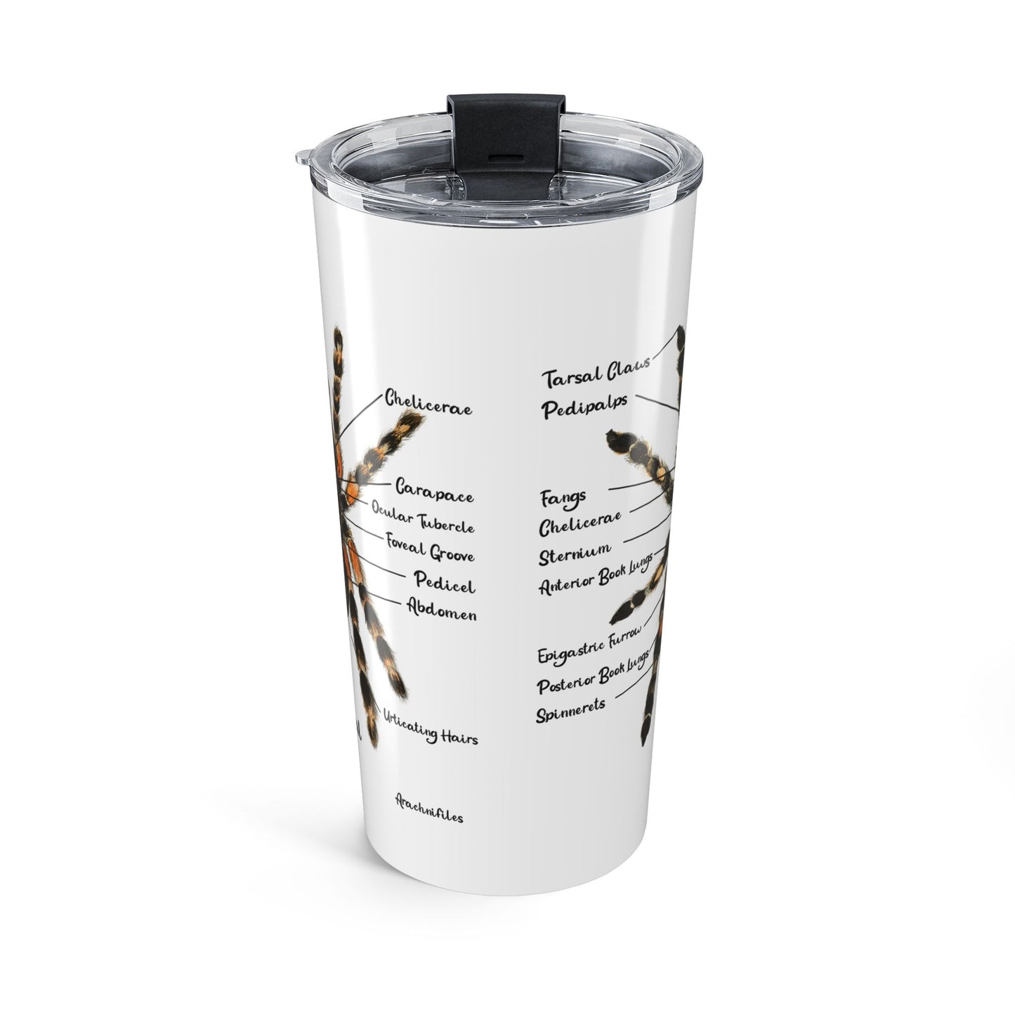 Brachypelma Smithi Anatomy Tumbler 20oz