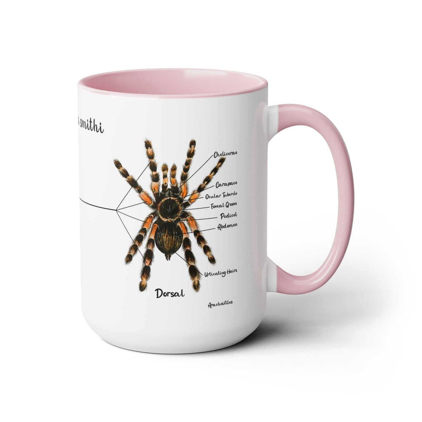 Brachypelma Smithi Anatomy Mug, 15oz (Medium)