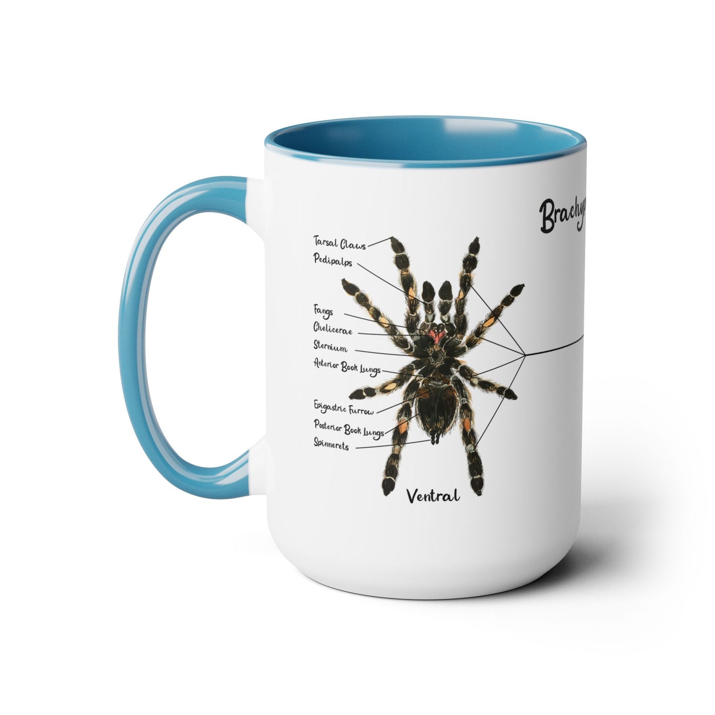Brachypelma Smithi Anatomy Mug, 15oz (Medium)