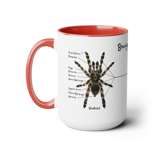 Brachypelma Smithi Anatomy Mug, 15oz (Medium)