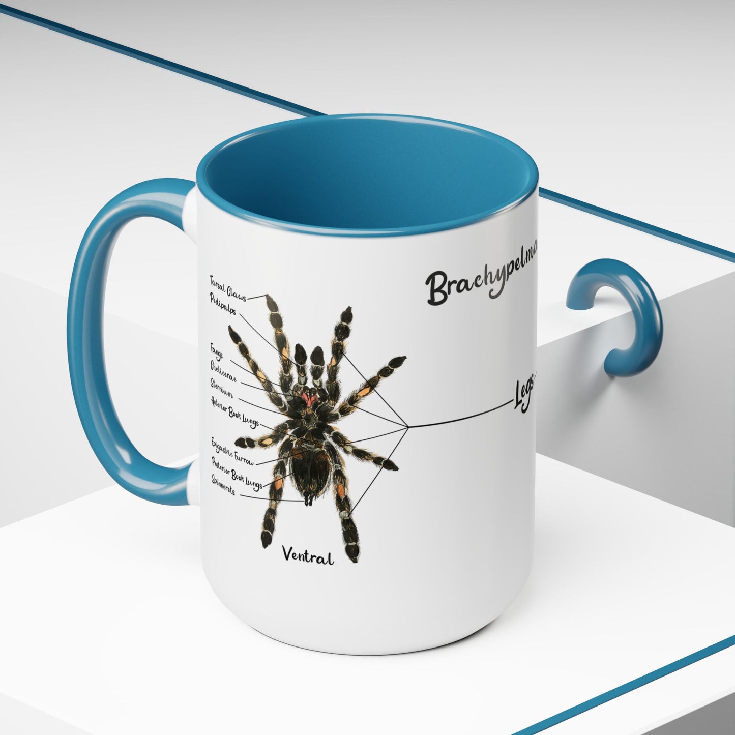 Brachypelma Smithi Anatomy Mug, 15oz (Medium)