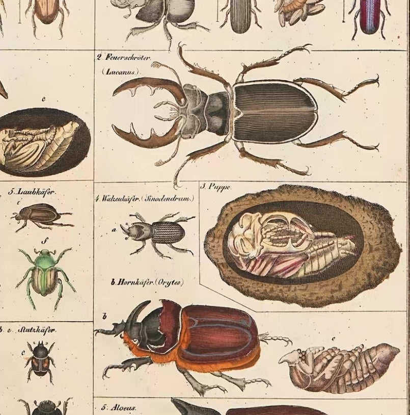 Metal Beetle Sign image 2