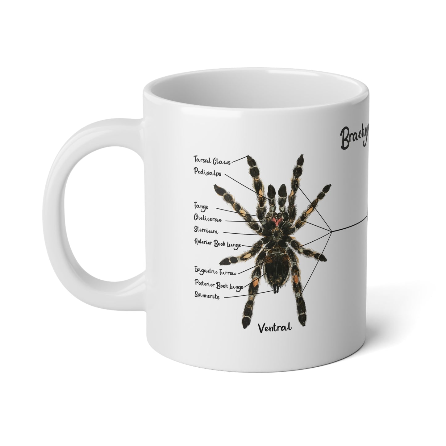 Brachypelma Smithi Anatomy Mug, 20oz (Large)