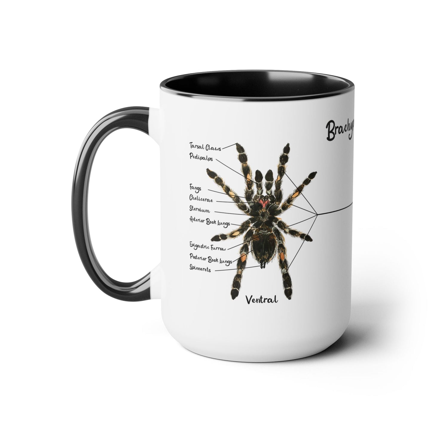 Brachypelma Smithi Anatomy Mug, 15oz (Medium)
