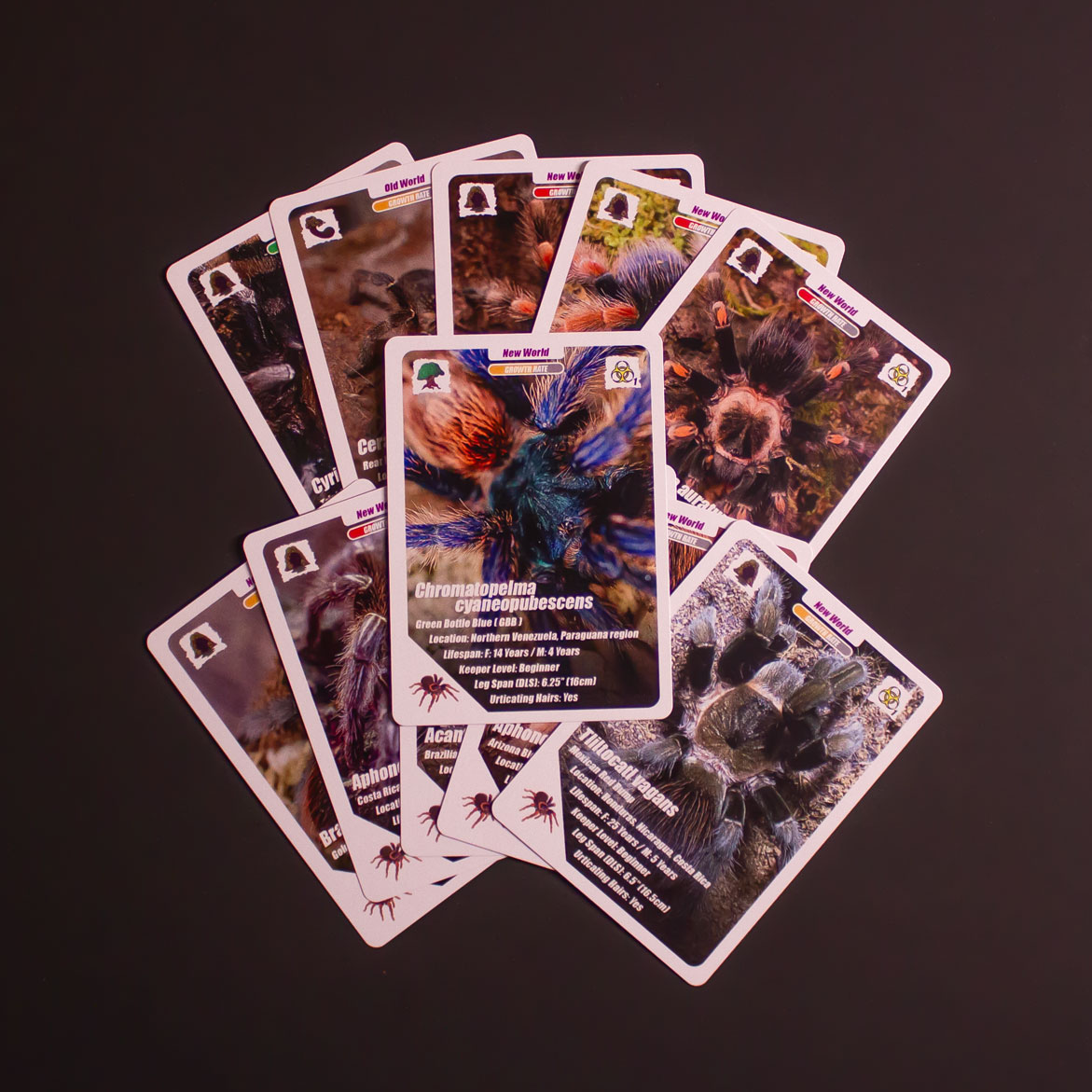 Arachnifiles Arachnicards (24 Cards)