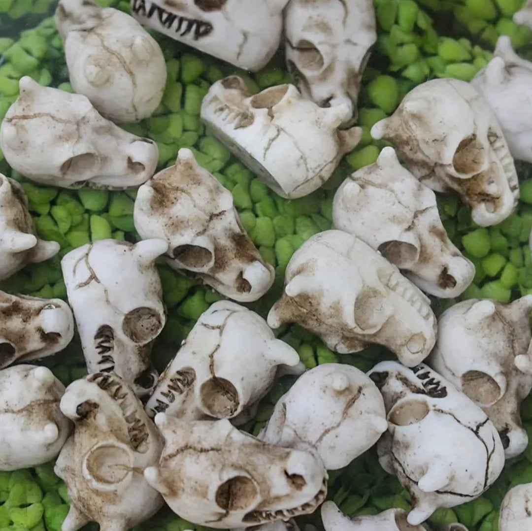 5 Tiny Dragon Skulls