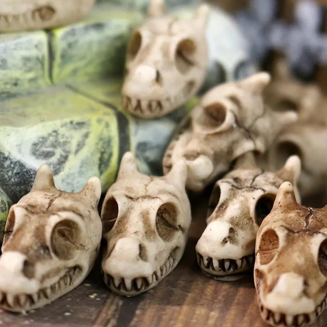 5 Tiny Dragon Skulls