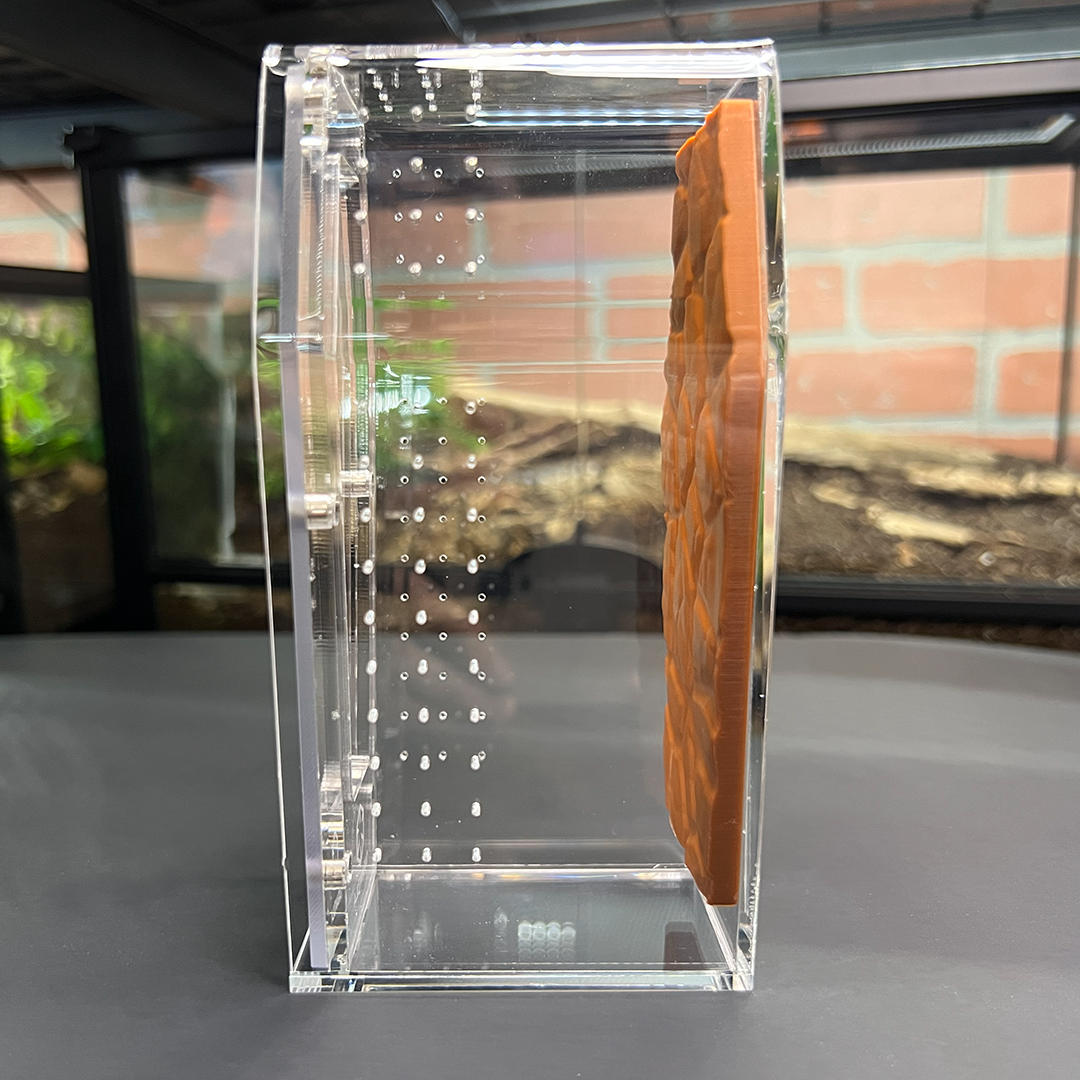 Tarantula Cribs Small Coffin Background