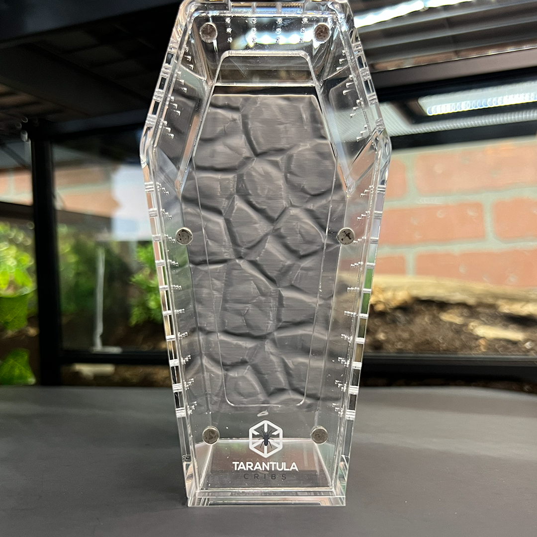 Tarantula Cribs Small Coffin Background