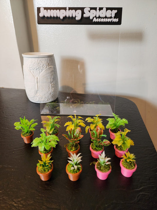 Jumping Spider Plant Pots