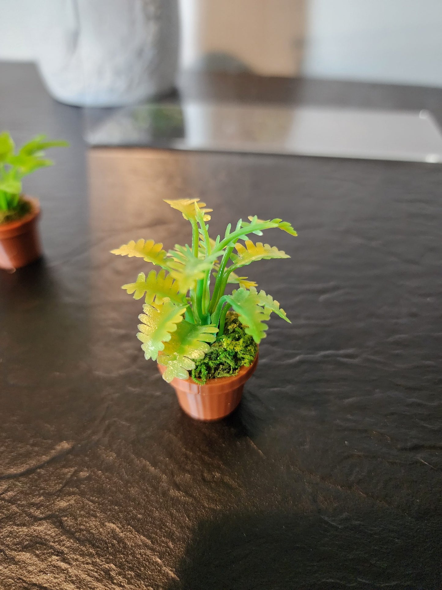 Jumping Spider Plant Pots