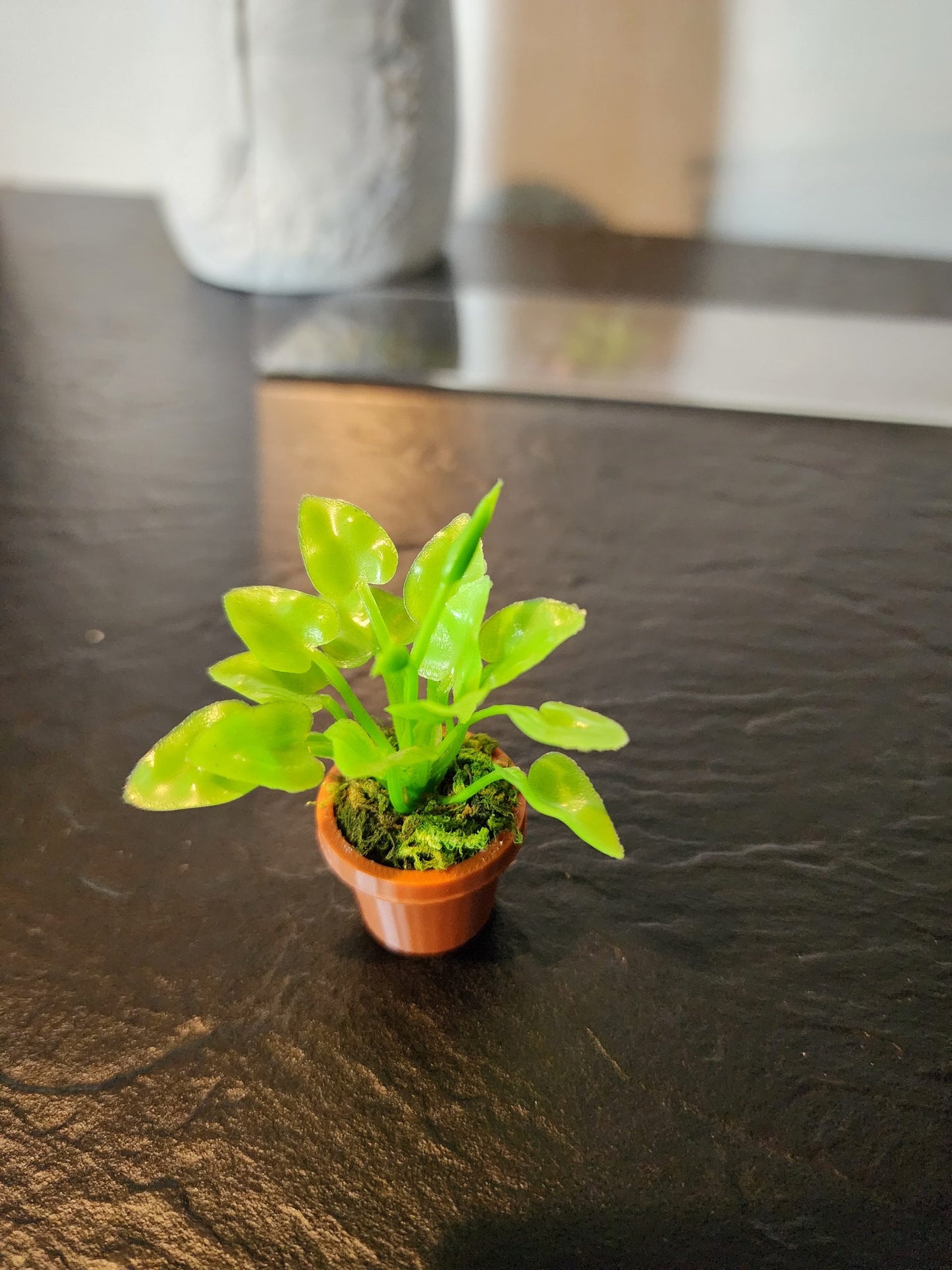 Jumping Spider Plant Pots