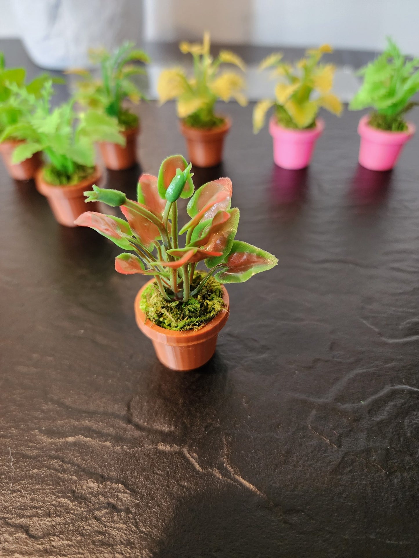 Jumping Spider Plant Pots