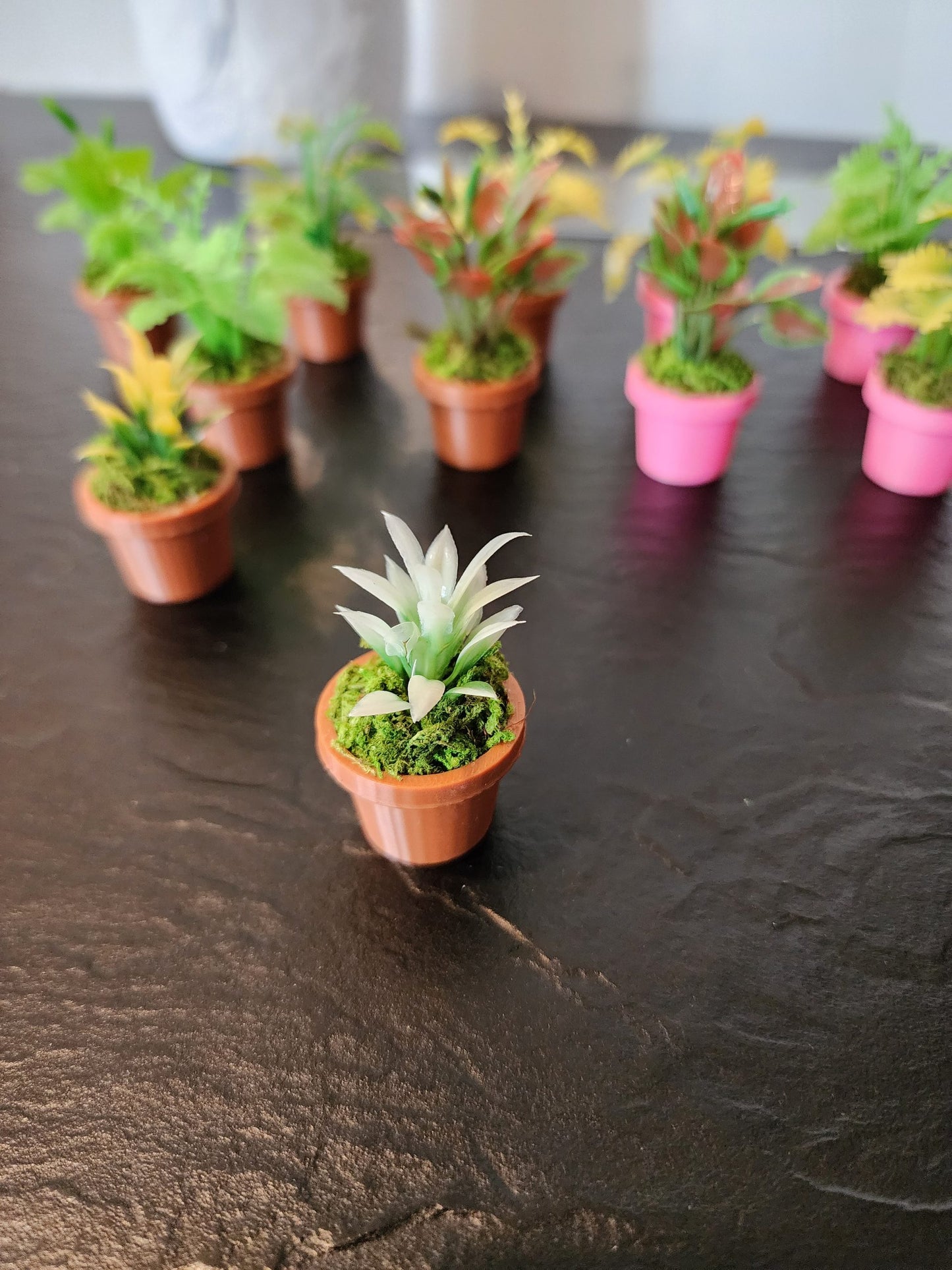 Jumping Spider Plant Pots