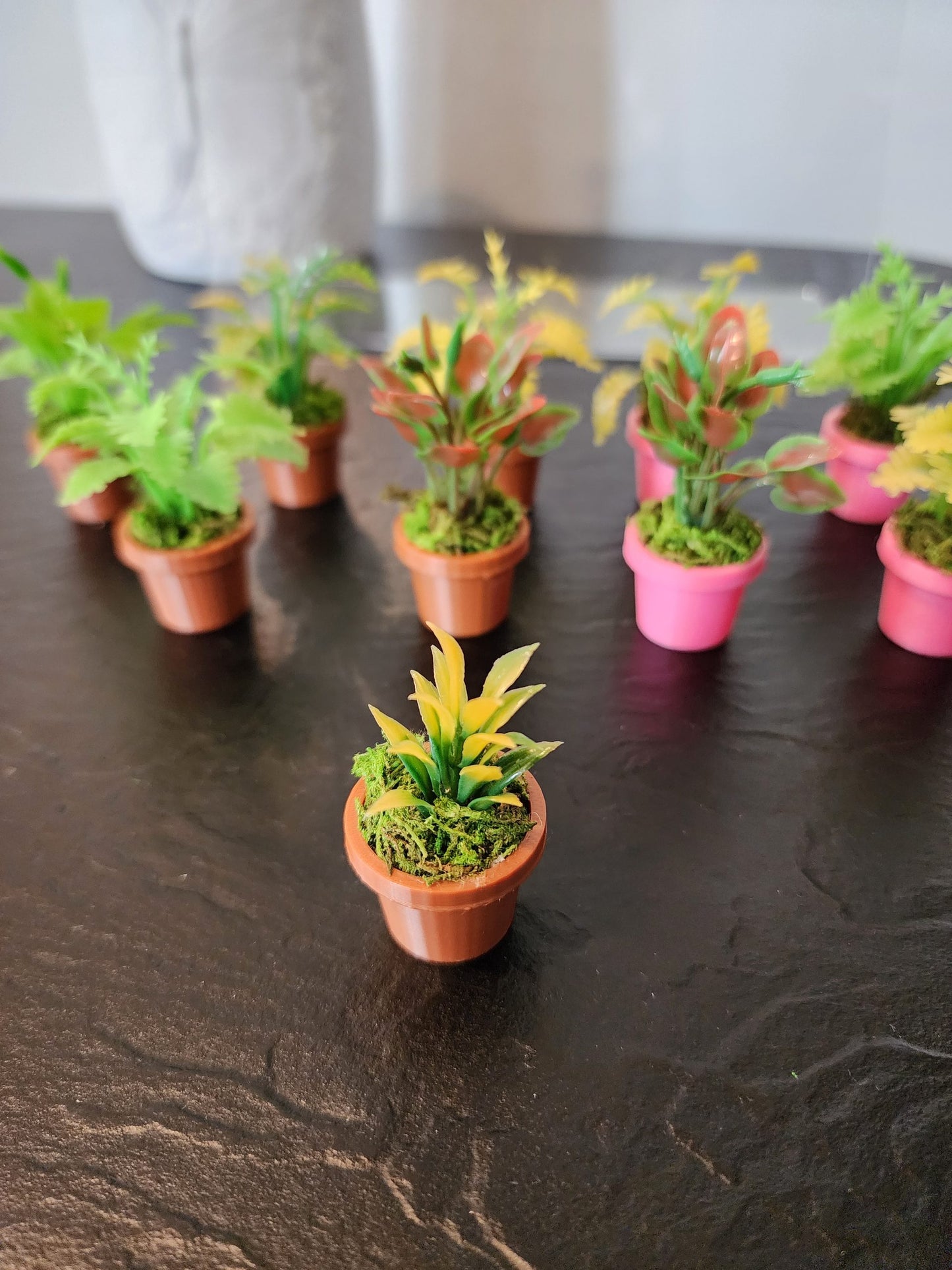 Jumping Spider Plant Pots