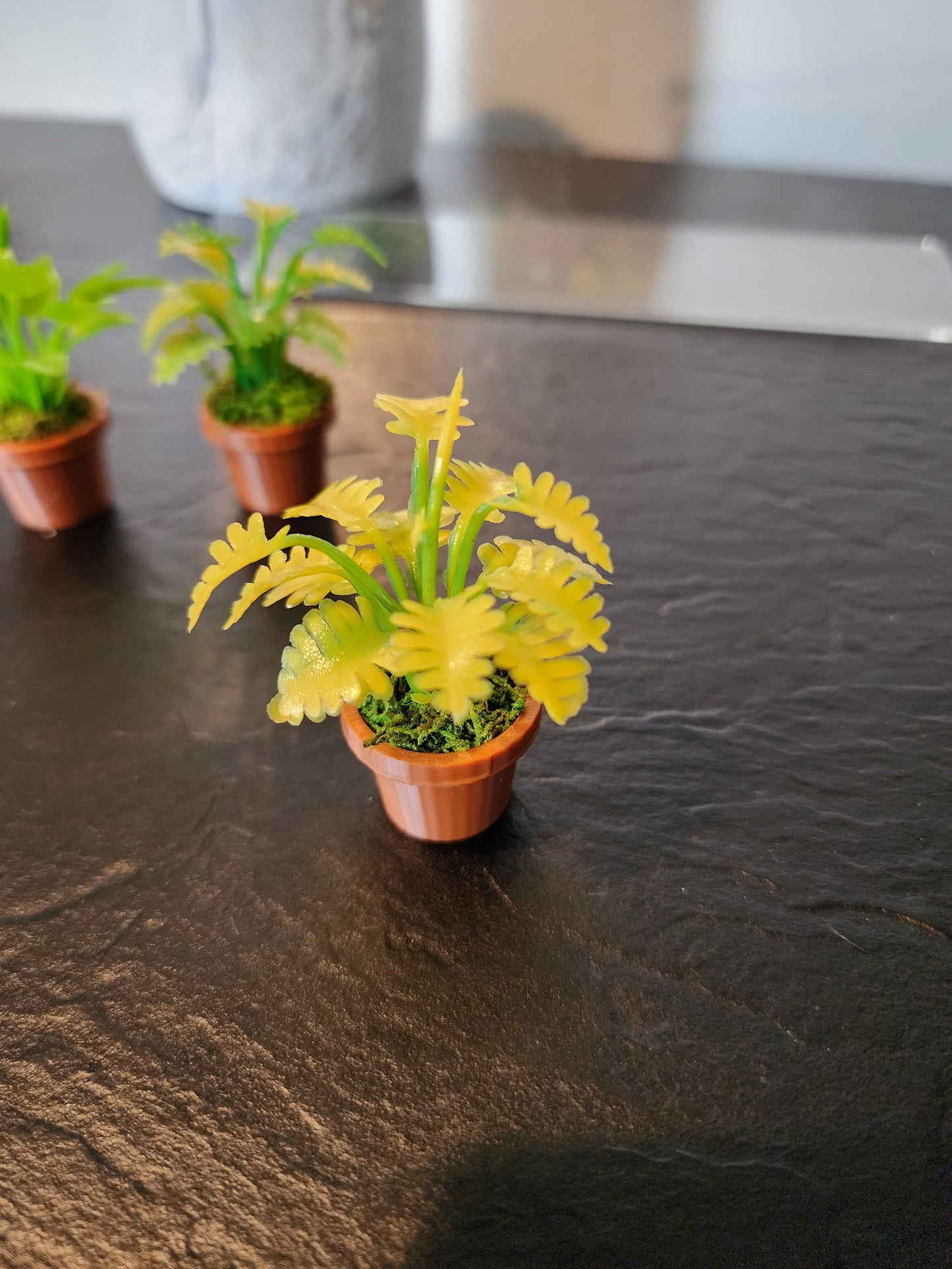 Jumping Spider Plant Pots