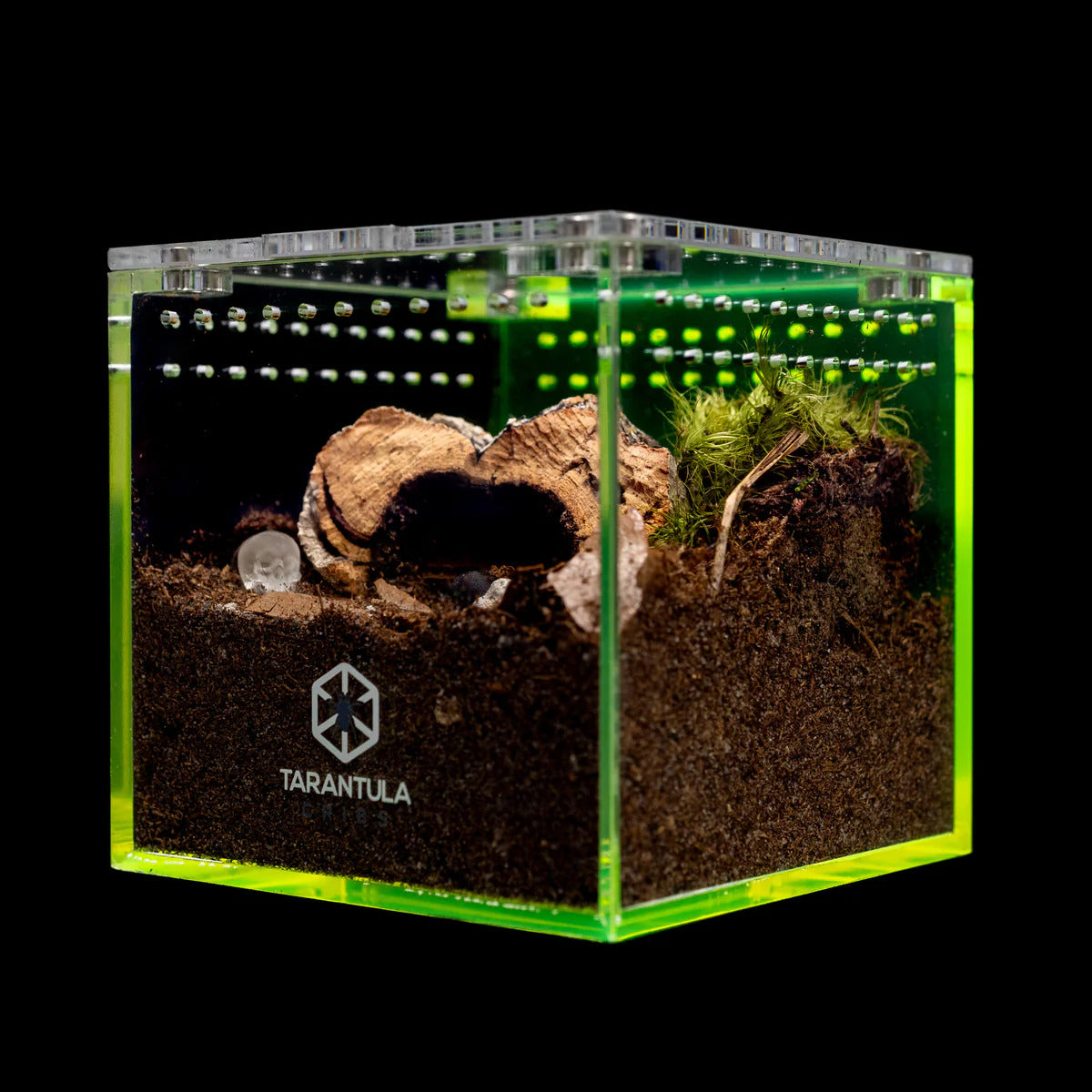 Richard Stewart Collaboration Enclosure | Glow Cube for Spiderlings