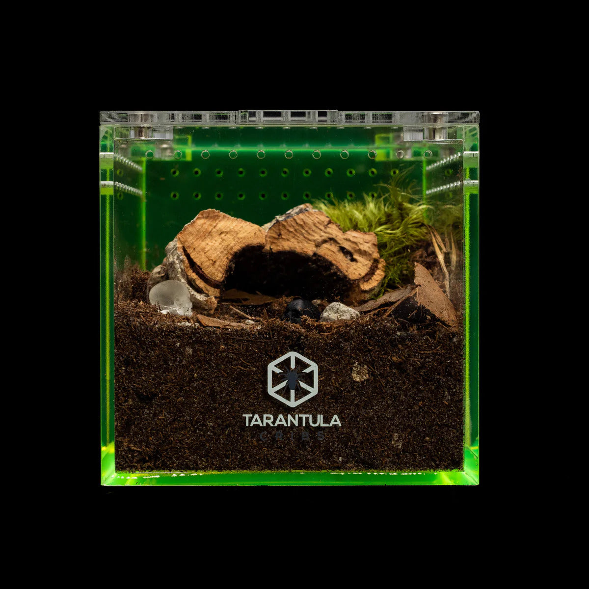 Richard Stewart Collaboration Enclosure | Glow Cube for Spiderlings
