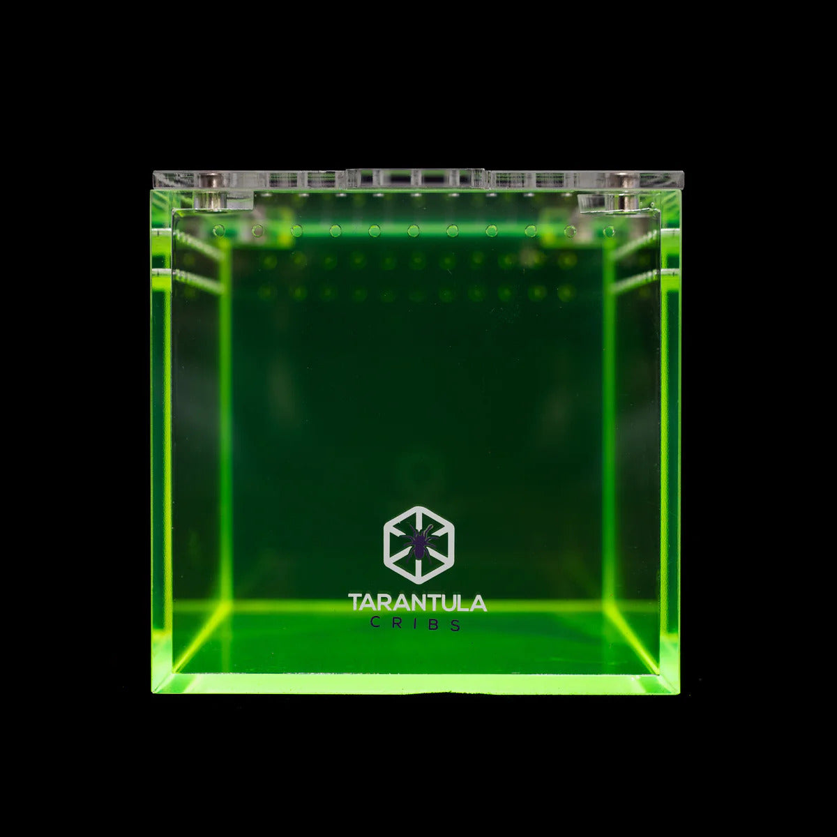Richard Stewart Collaboration Enclosure | Glow Cube for Spiderlings