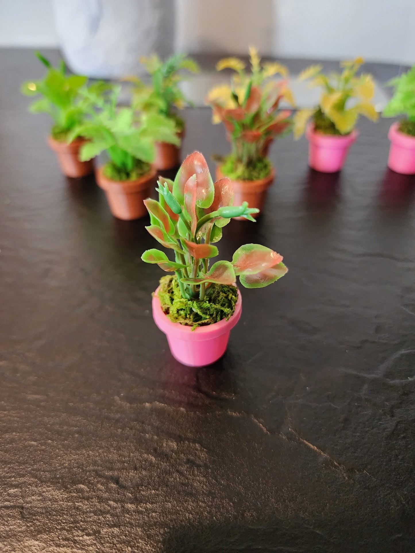 Jumping Spider Plant Pots