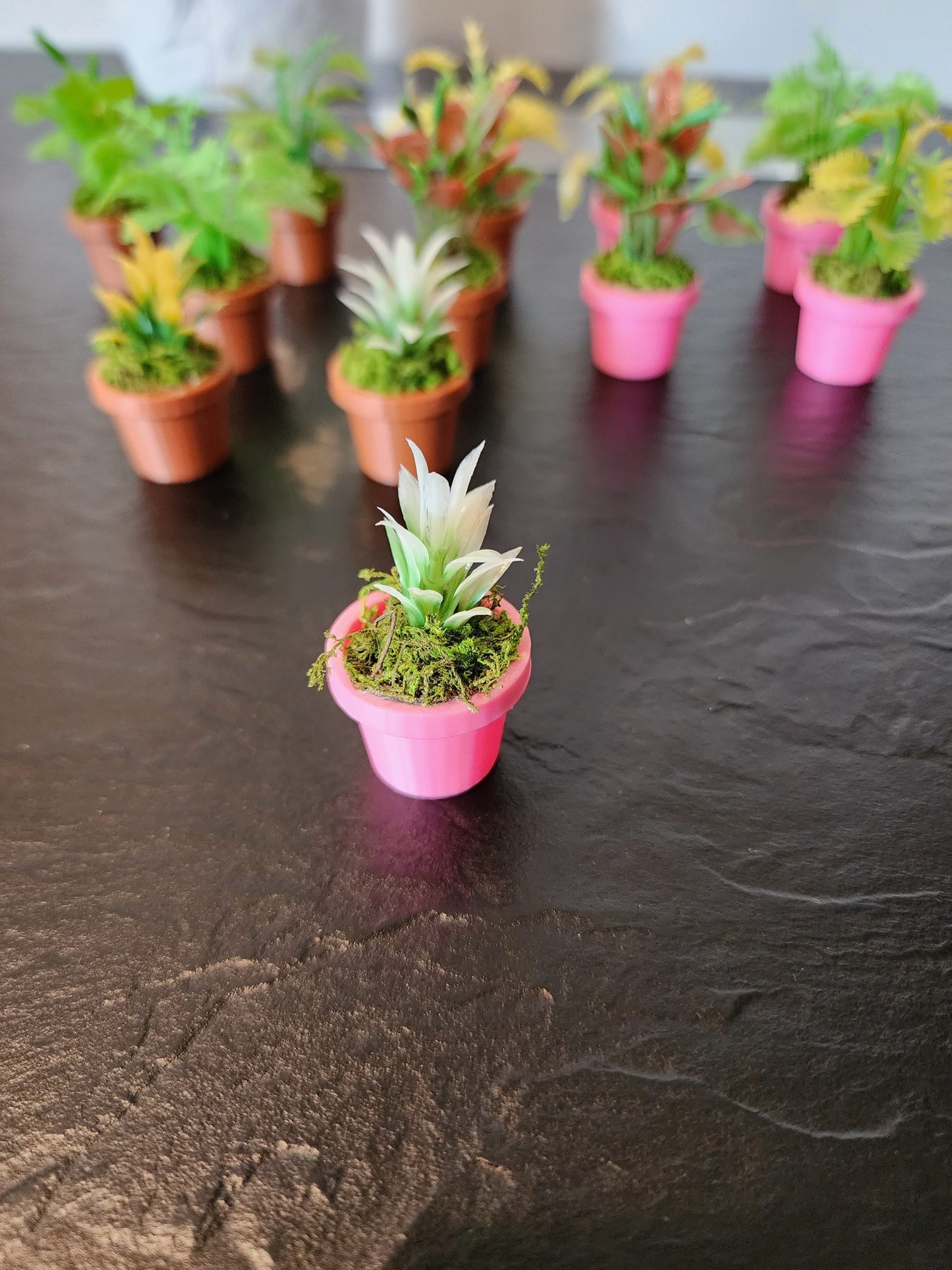 Jumping Spider Plant Pots