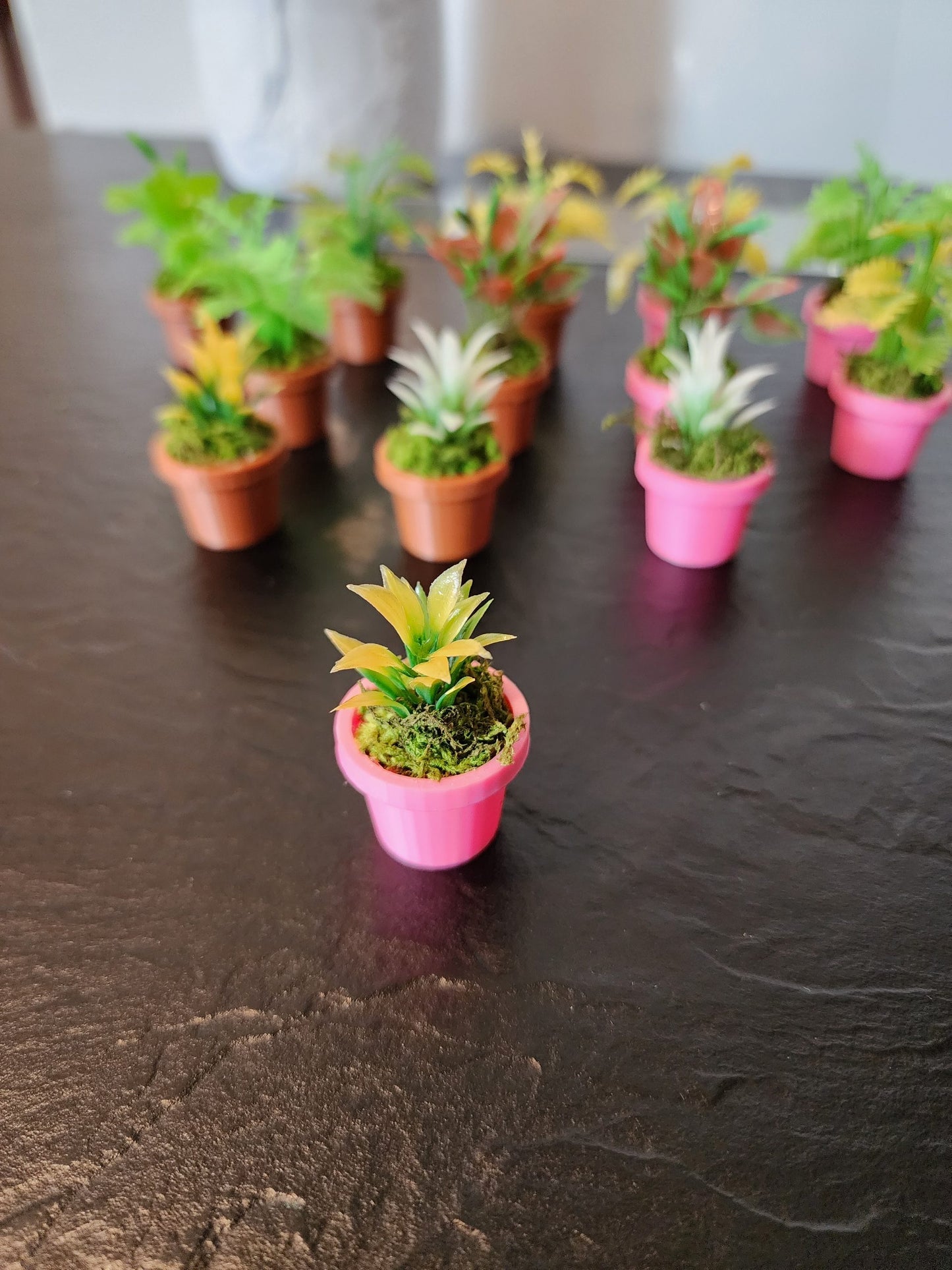 Jumping Spider Plant Pots