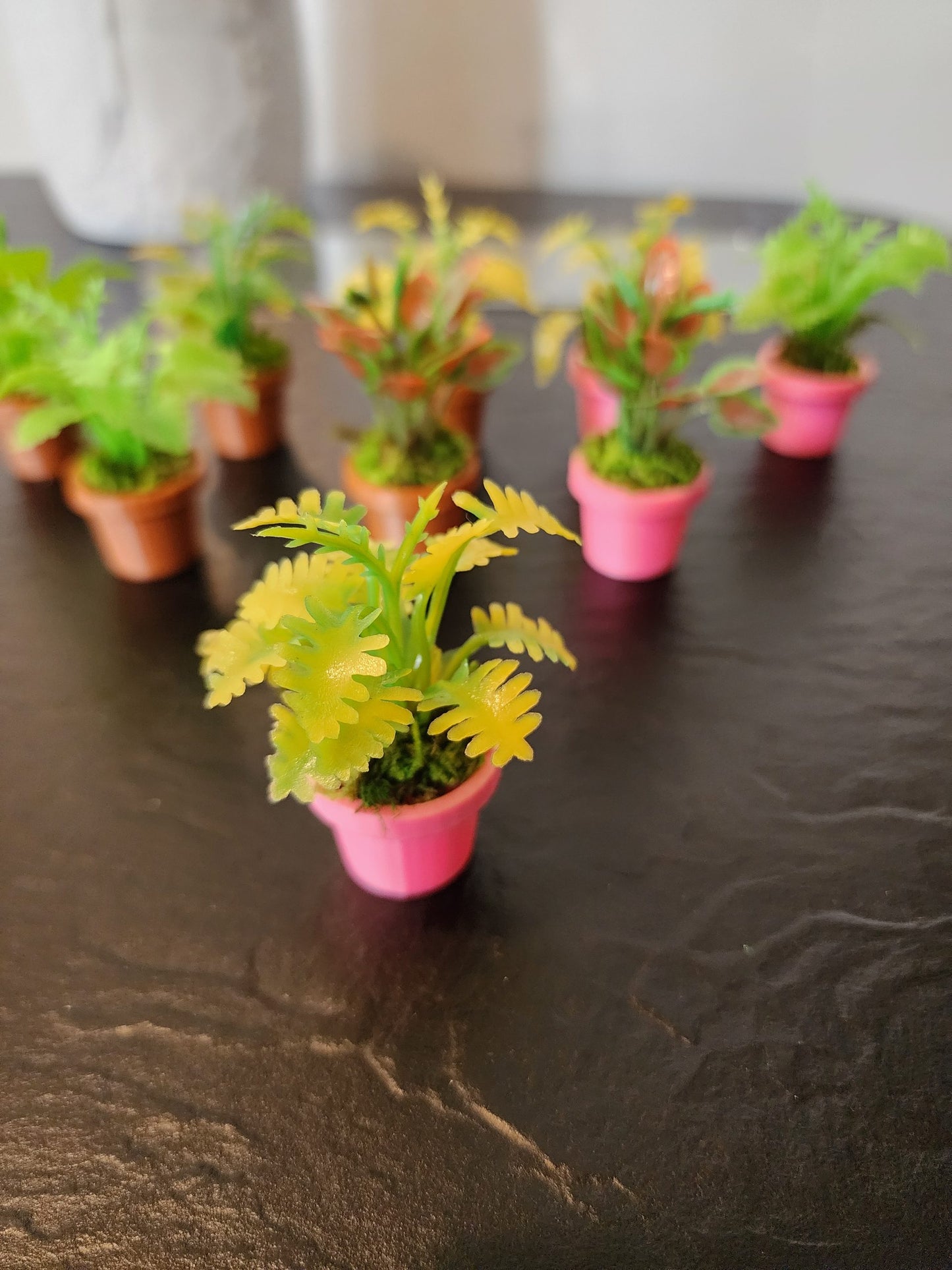 Jumping Spider Plant Pots